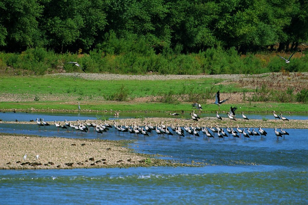 Sotos del Ebro