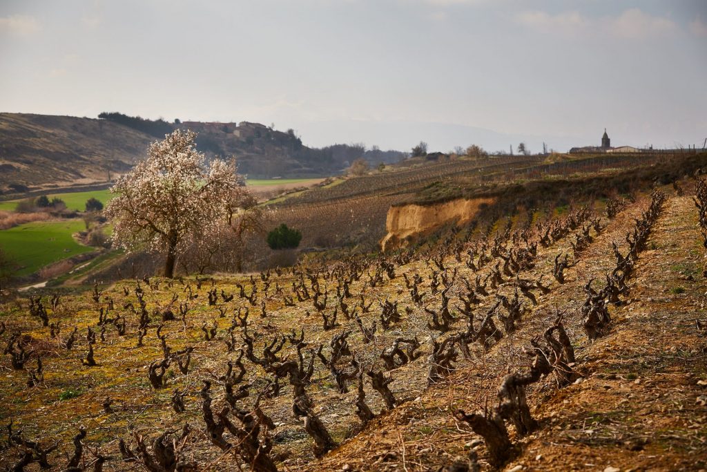 Viñedos Gomez Cruzado